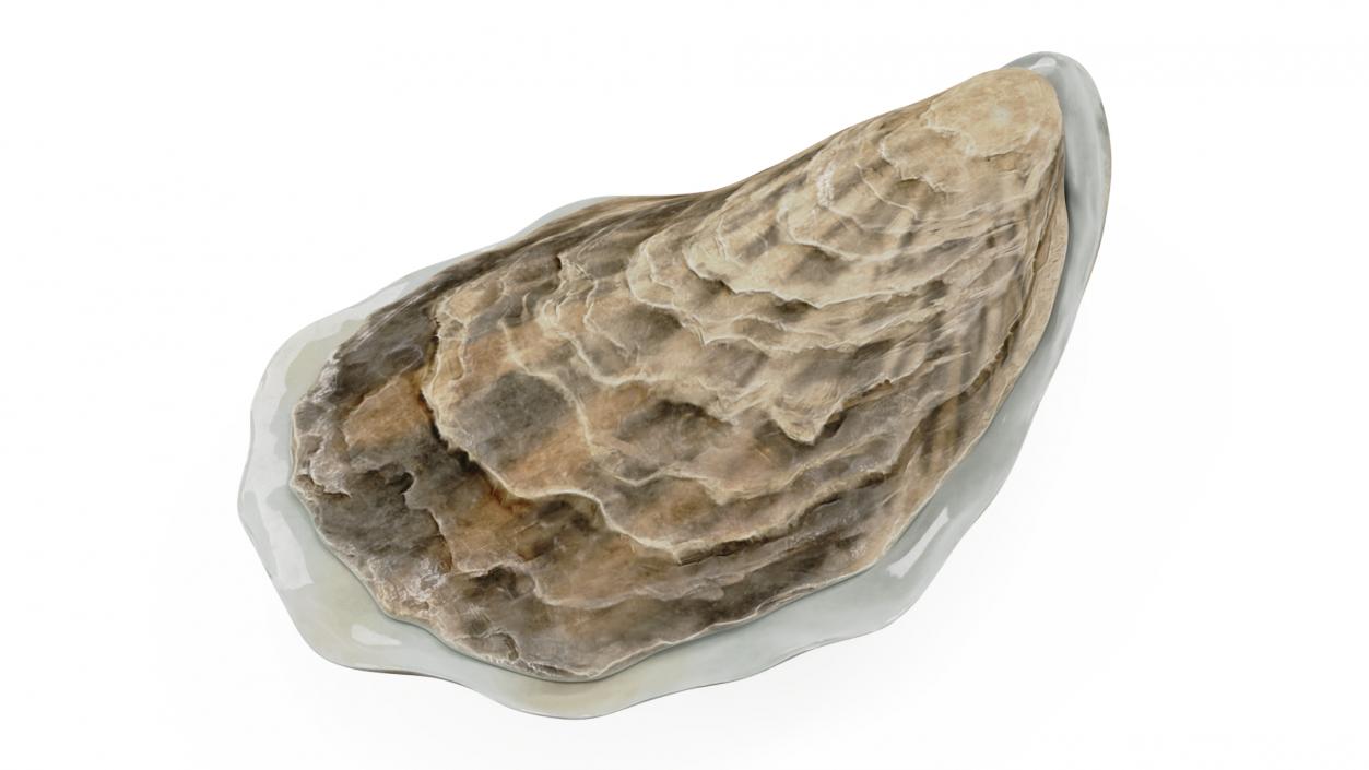 Closed Sea Oyster 3D