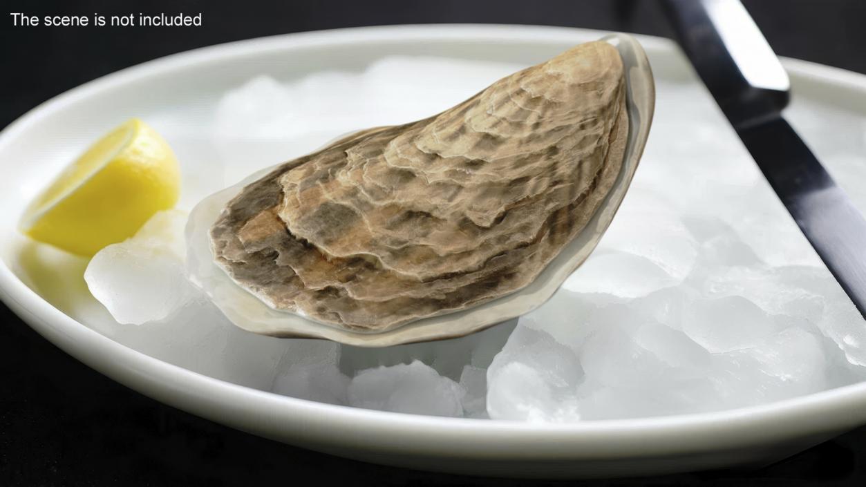 Closed Sea Oyster 3D