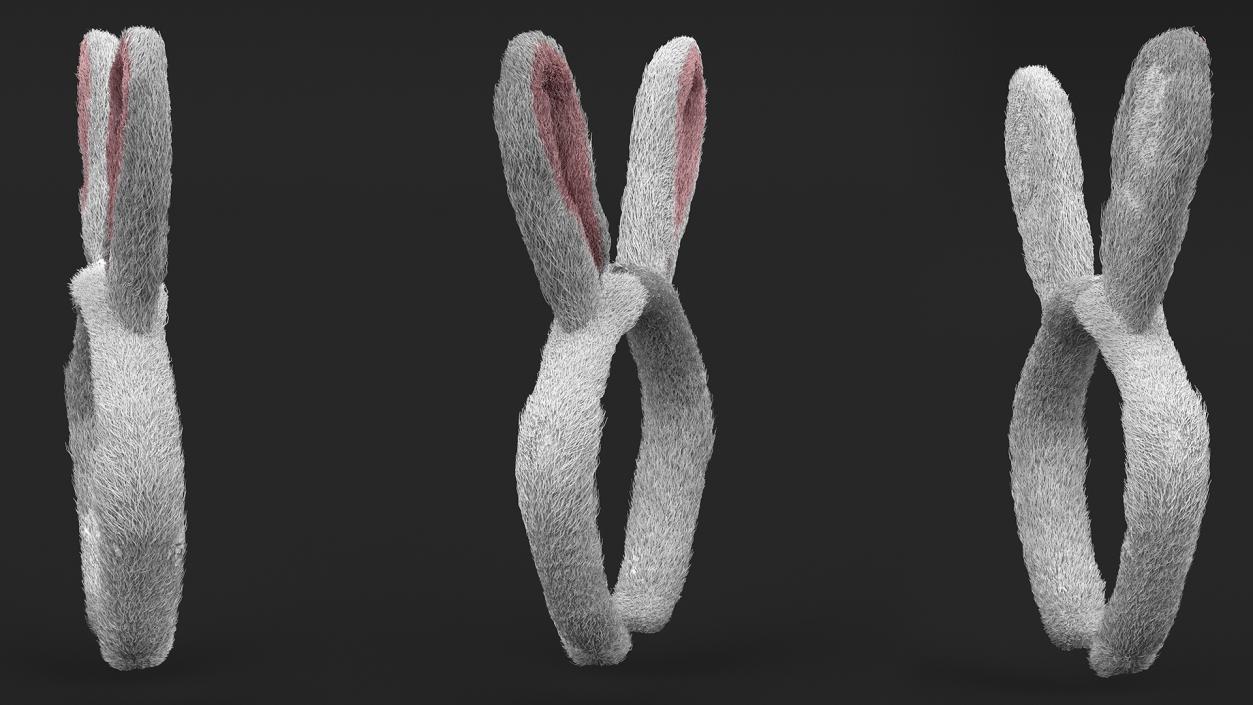 3D Bunny Ears Headband Fur model