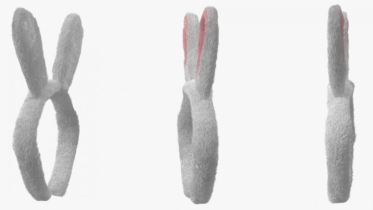 3D Bunny Ears Headband Fur model