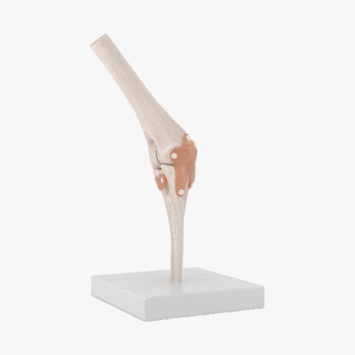 Elbow Joint Rigged for Cinema 4D 3D