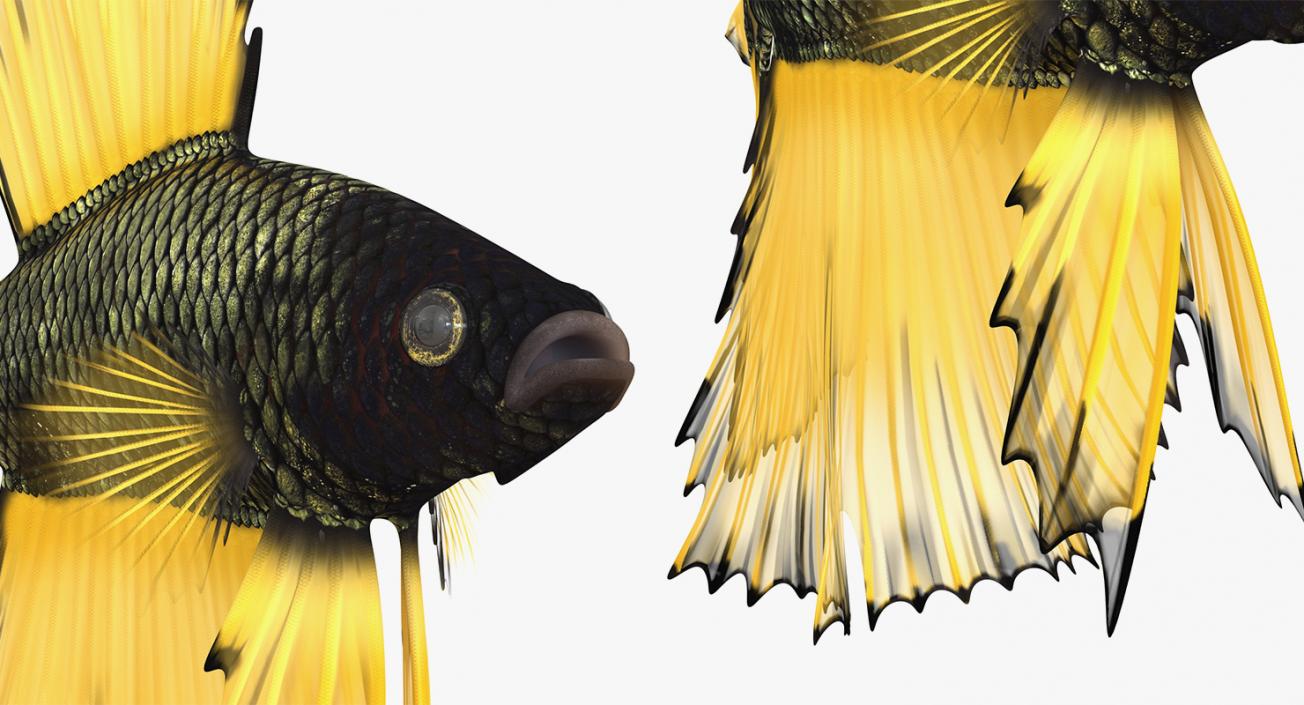 Rigged Coral Fishes 3D Models Collection 3 3D