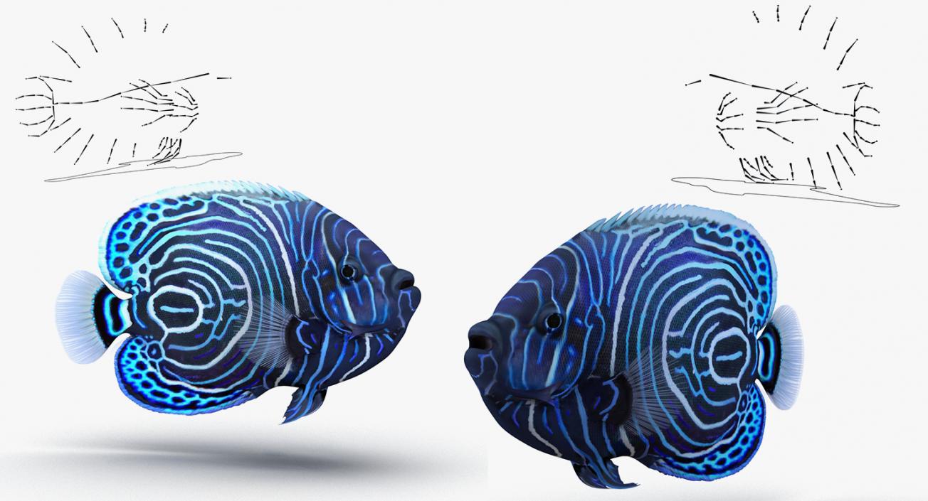 Rigged Coral Fishes 3D Models Collection 3 3D