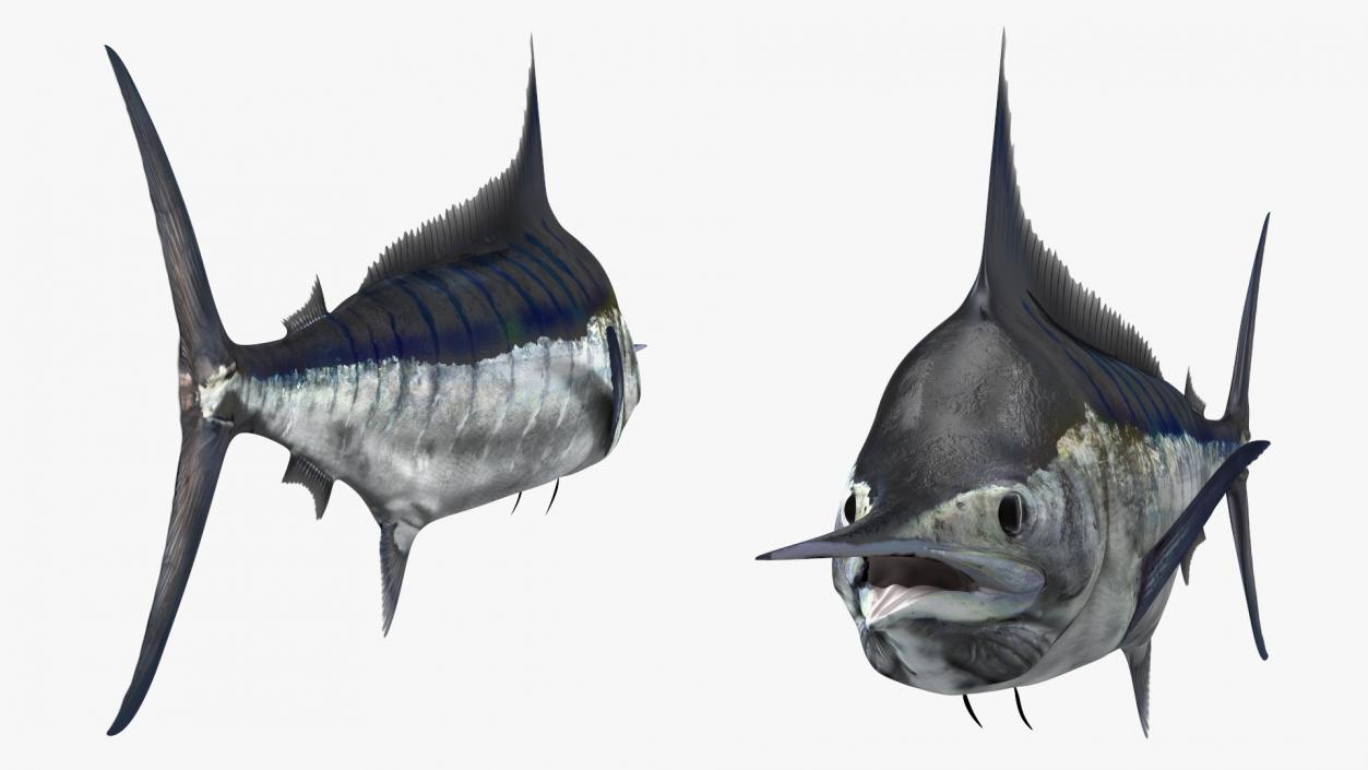 Black Marlin Fish 3D