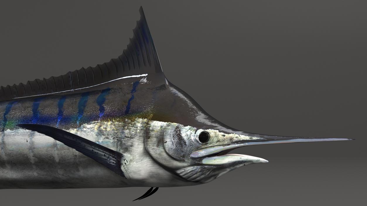 Black Marlin Fish 3D