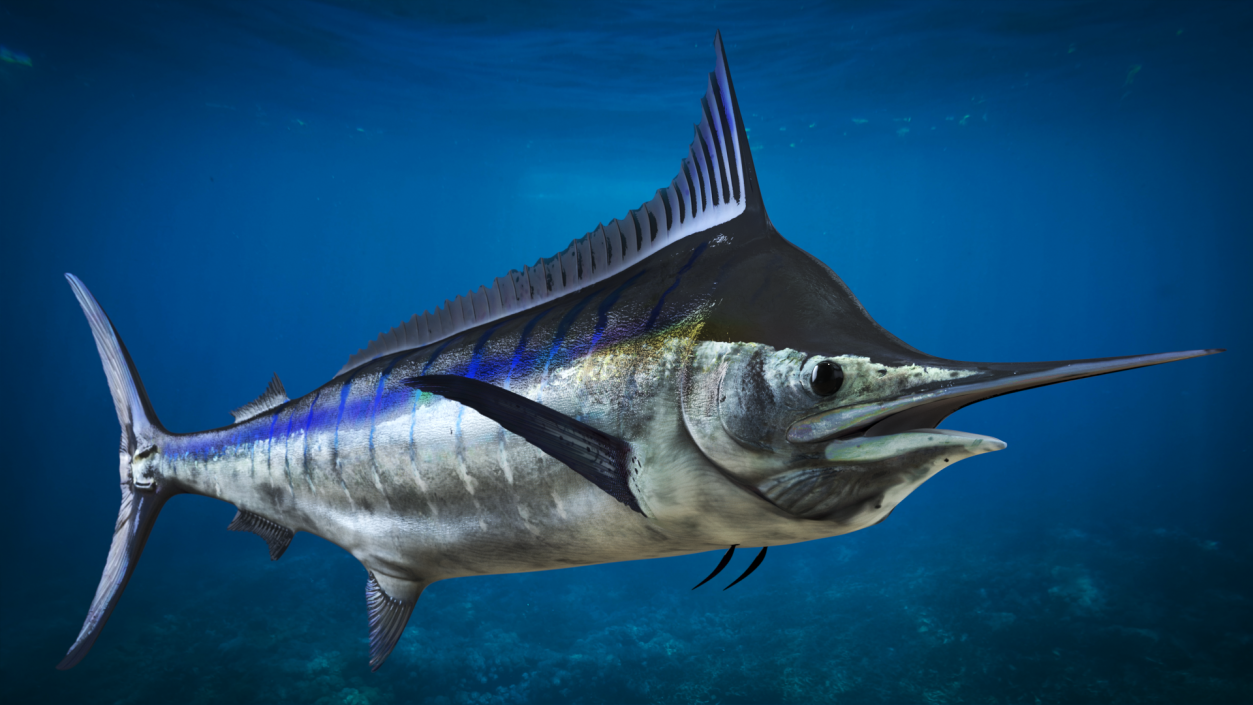 Black Marlin Fish 3D