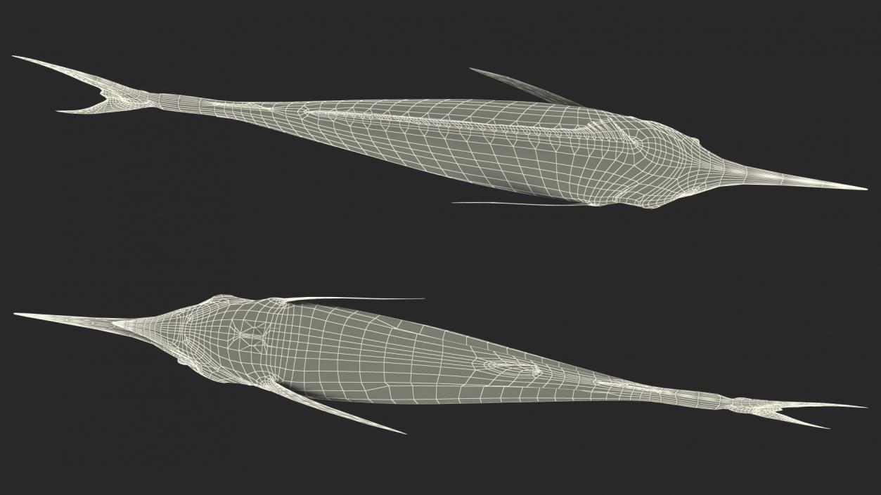 Black Marlin Fish 3D