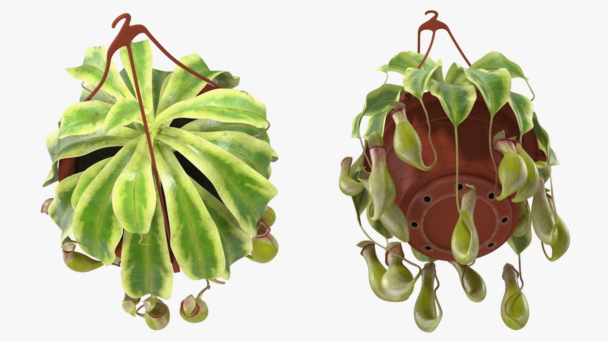 3D Pitcher Plant in Hanging Pot model