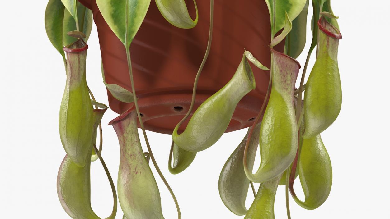 3D Pitcher Plant in Hanging Pot model