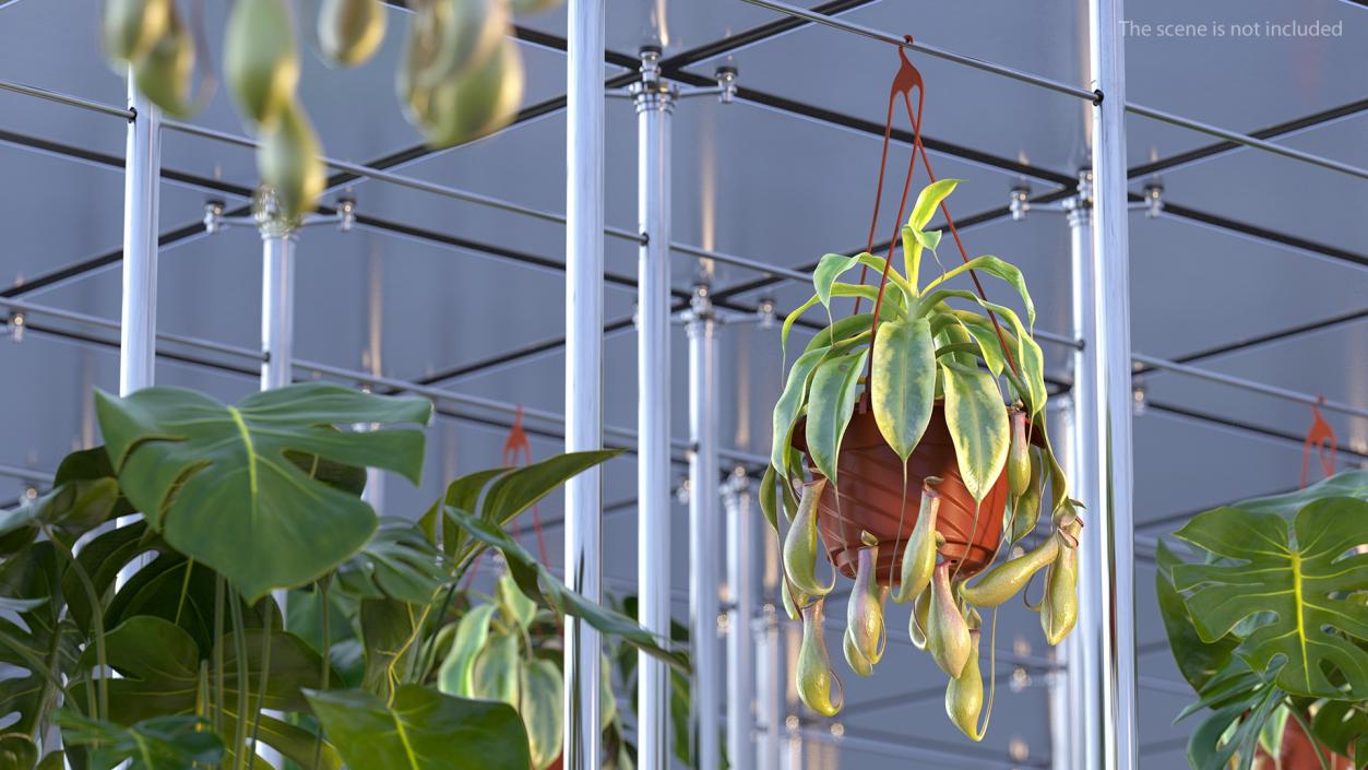 3D Pitcher Plant in Hanging Pot model