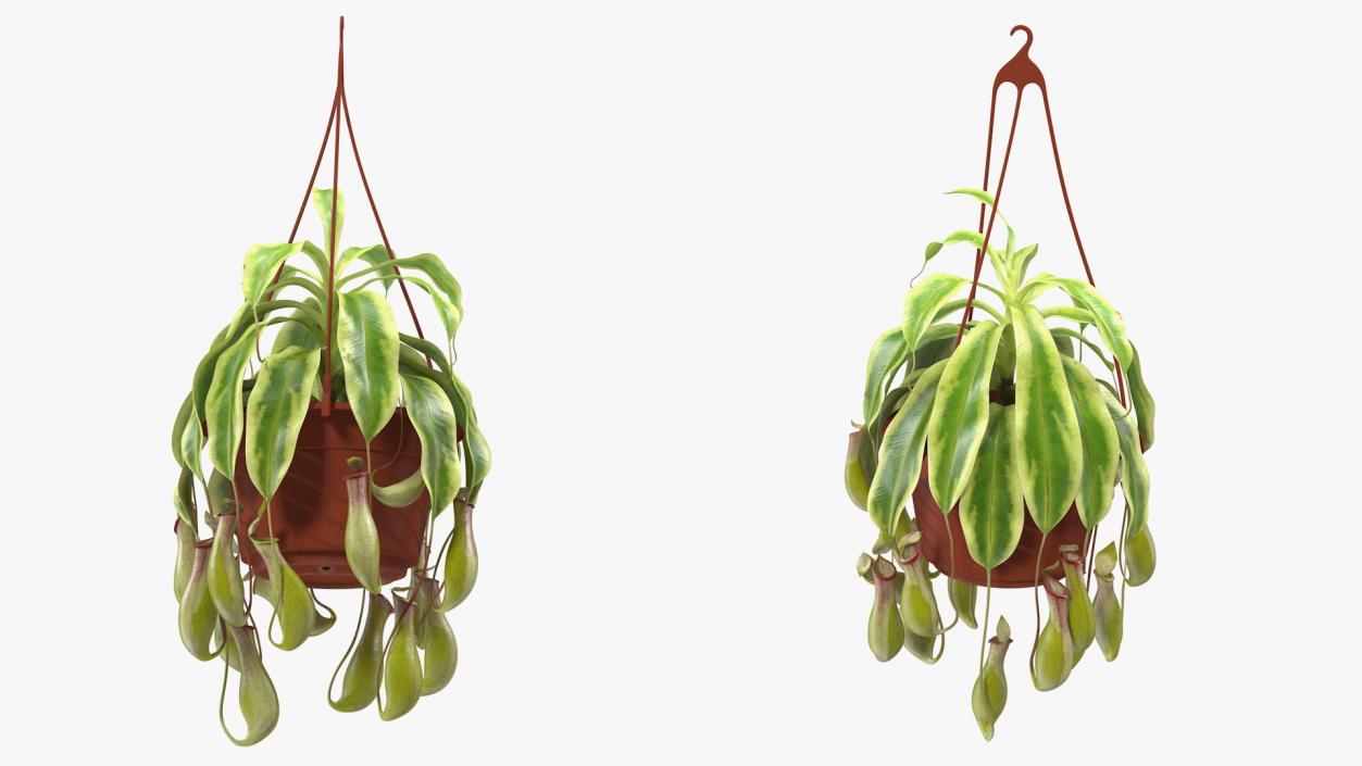 3D Pitcher Plant in Hanging Pot model