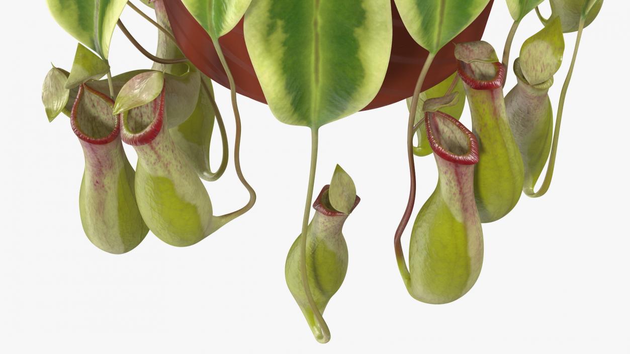 3D Pitcher Plant in Hanging Pot model