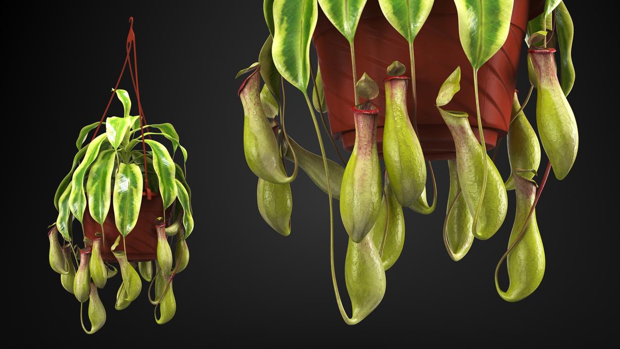 3D Pitcher Plant in Hanging Pot model