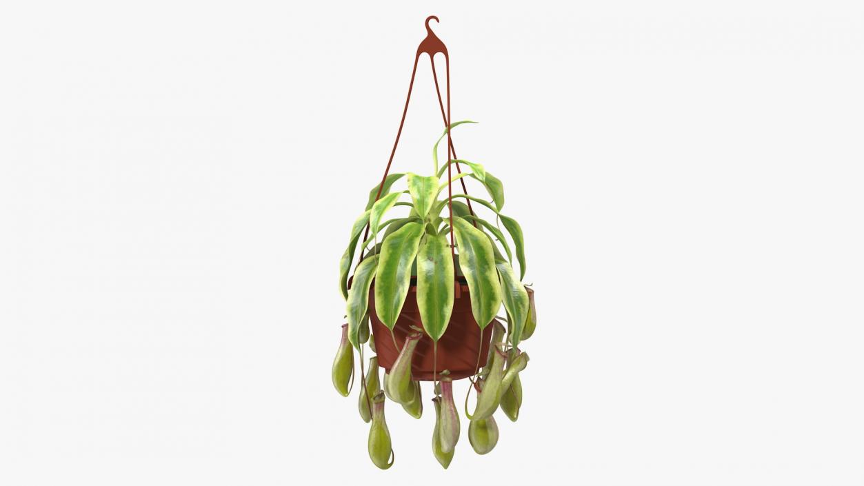 3D Pitcher Plant in Hanging Pot model