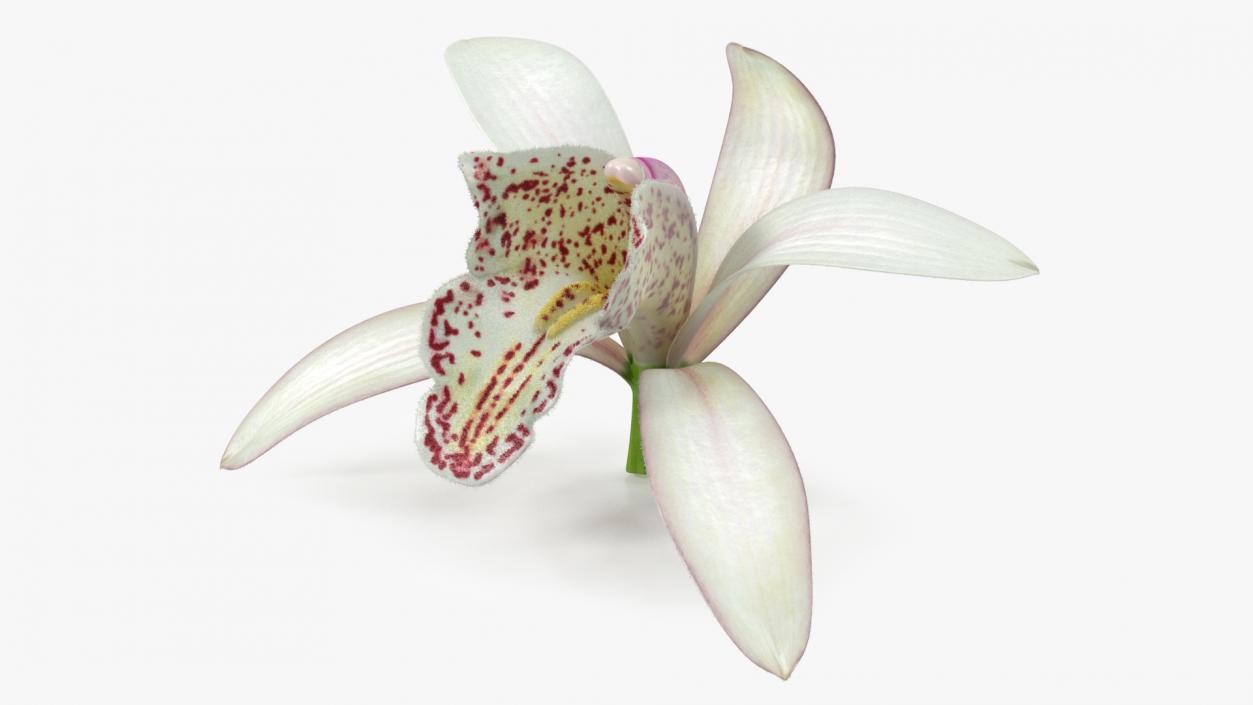 3D Orchid Flower White Fur model