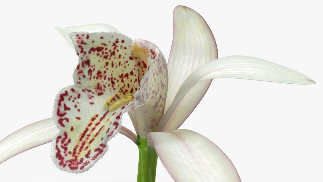 3D Orchid Flower White Fur model