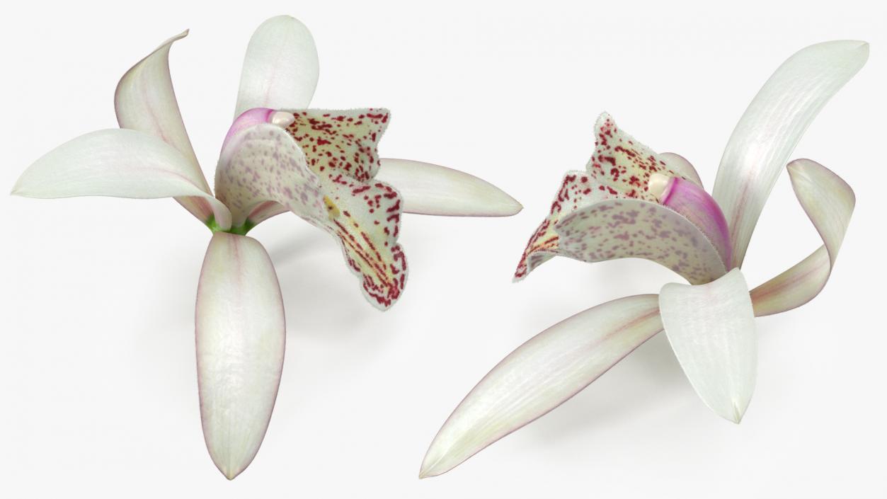 3D Orchid Flower White Fur model