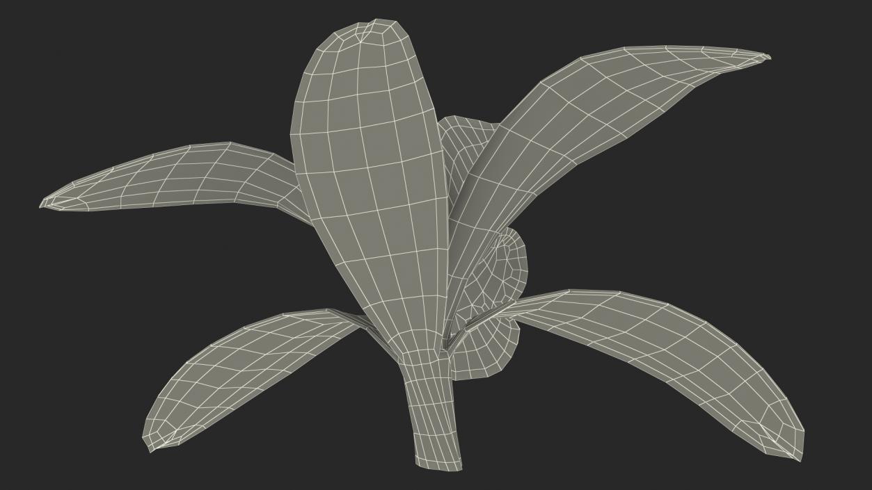 3D Orchid Flower White Fur model