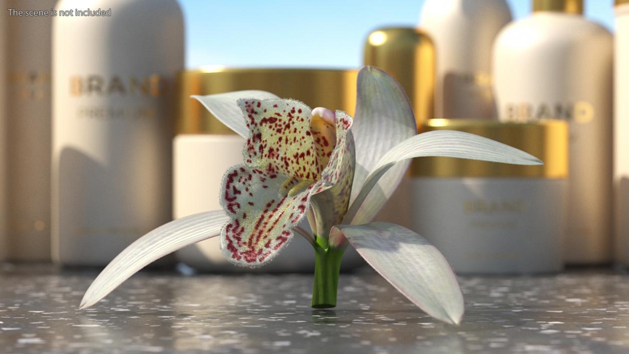 3D Orchid Flower White Fur model