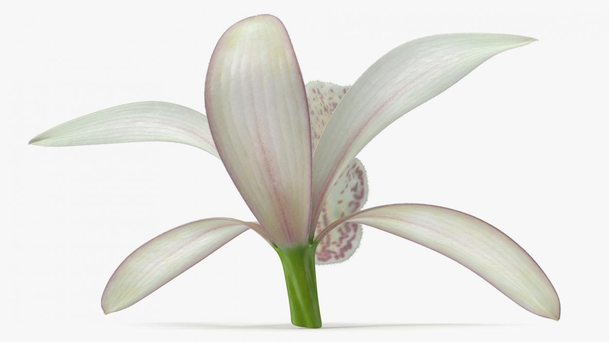 3D Orchid Flower White Fur model