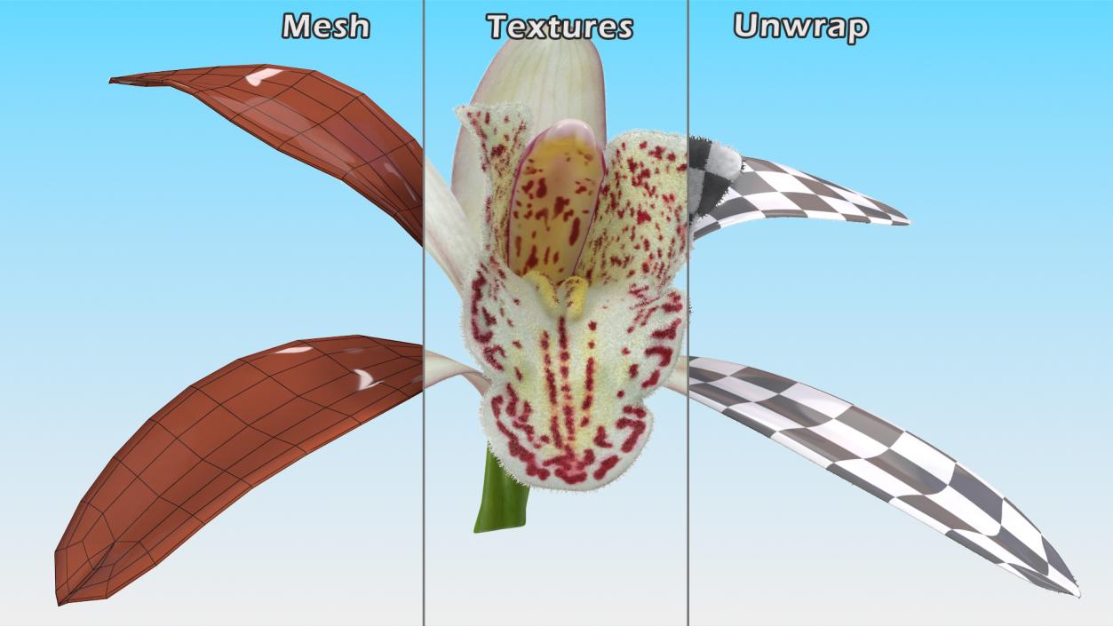 3D Orchid Flower White Fur model