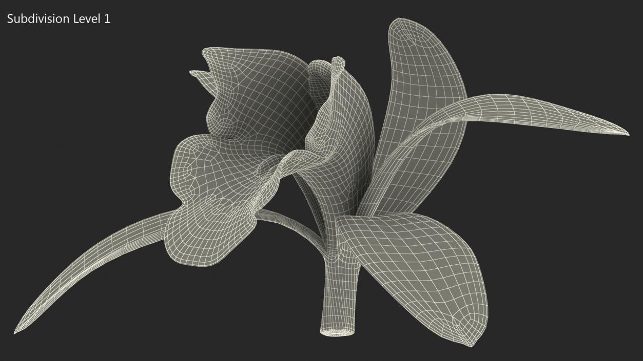 3D Orchid Flower White Fur model