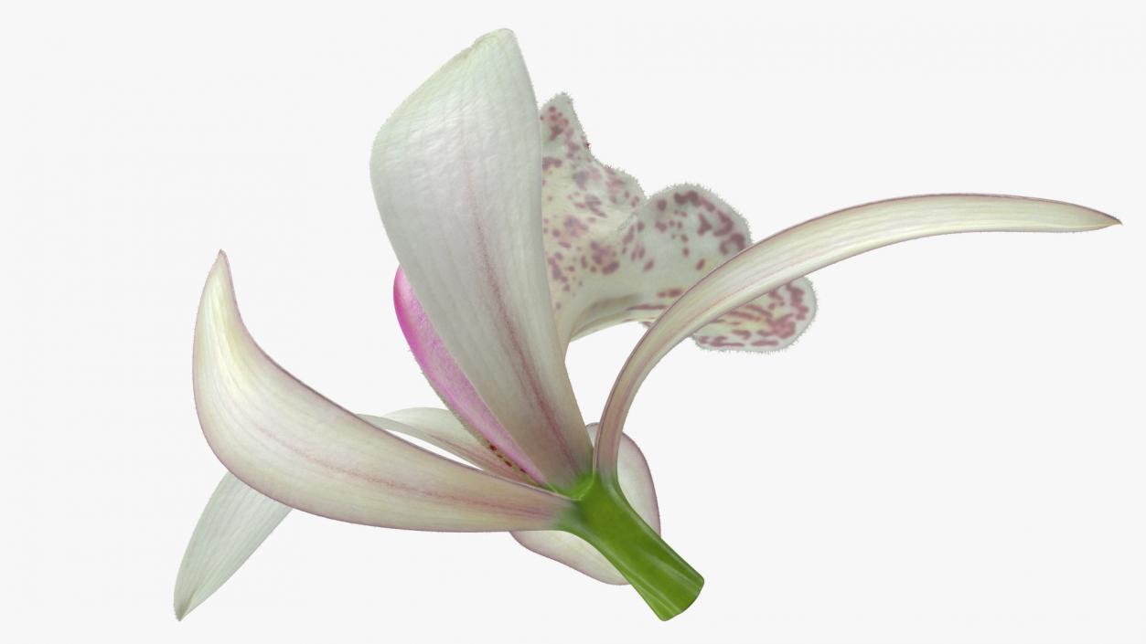 3D Orchid Flower White Fur model