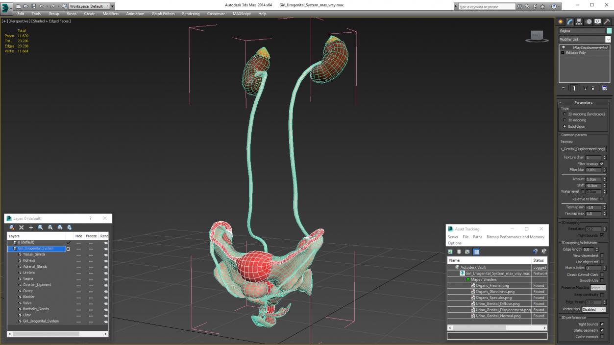 Girl Urogenital System 3D