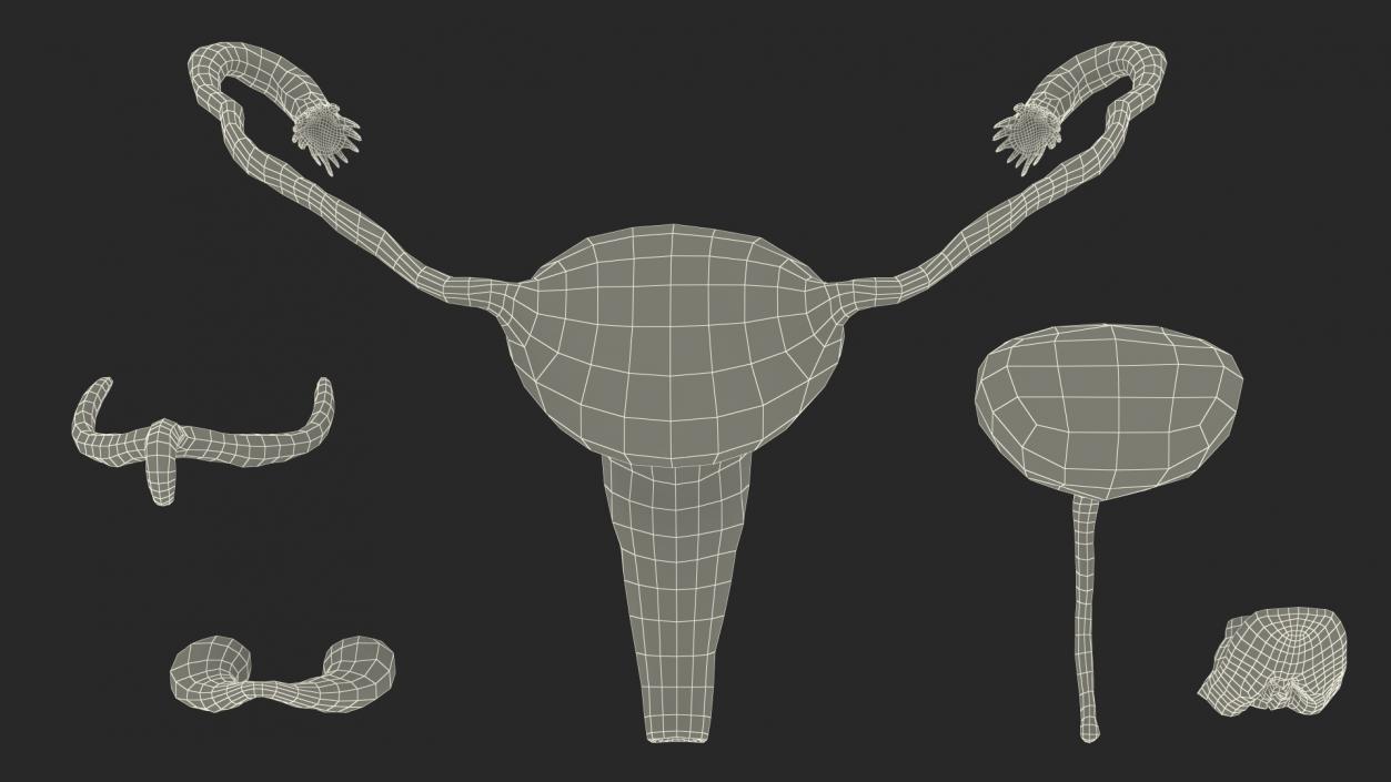 Girl Urogenital System 3D