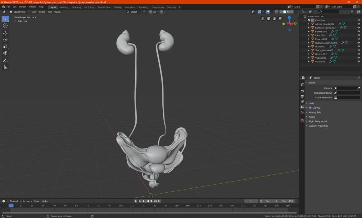 Girl Urogenital System 3D