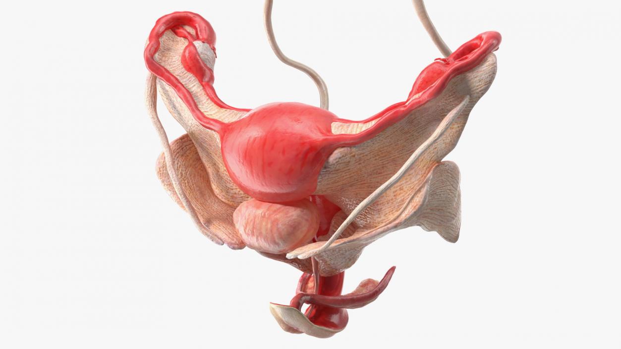 Girl Urogenital System 3D