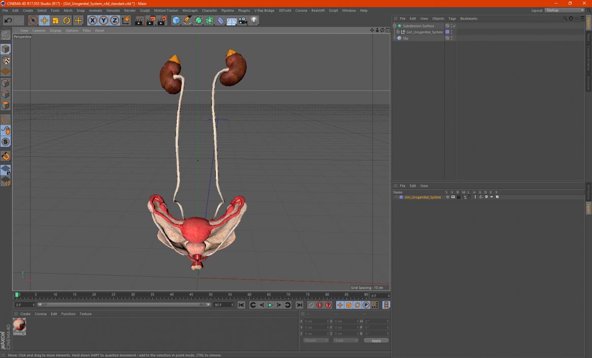 Girl Urogenital System 3D