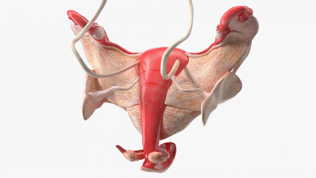 Girl Urogenital System 3D