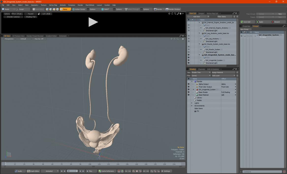 Girl Urogenital System 3D