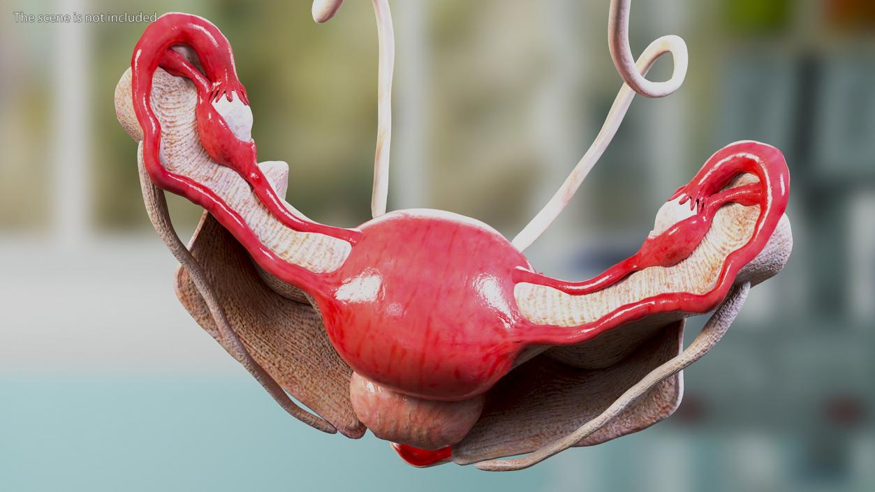 Girl Urogenital System 3D