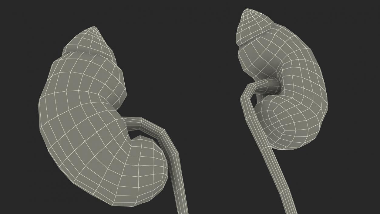 Girl Urogenital System 3D