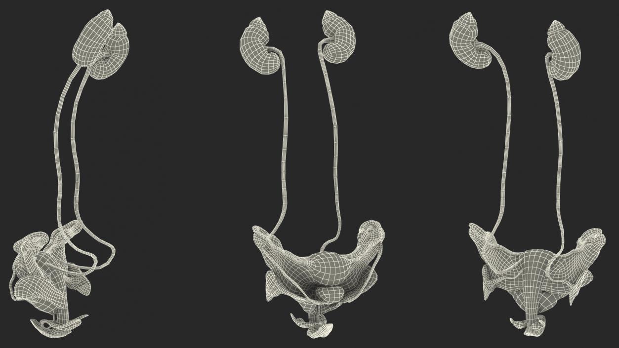 Girl Urogenital System 3D