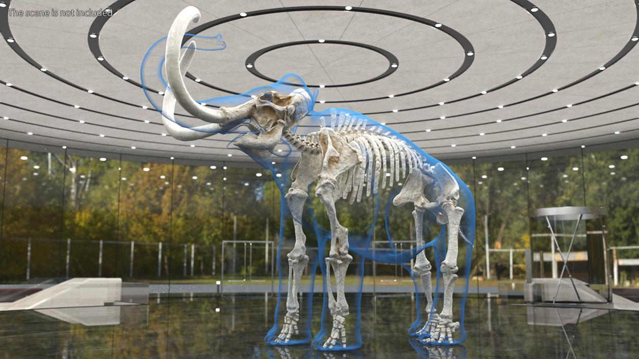 3D Adult Mammoth Clean Skeleton Shell Rigged