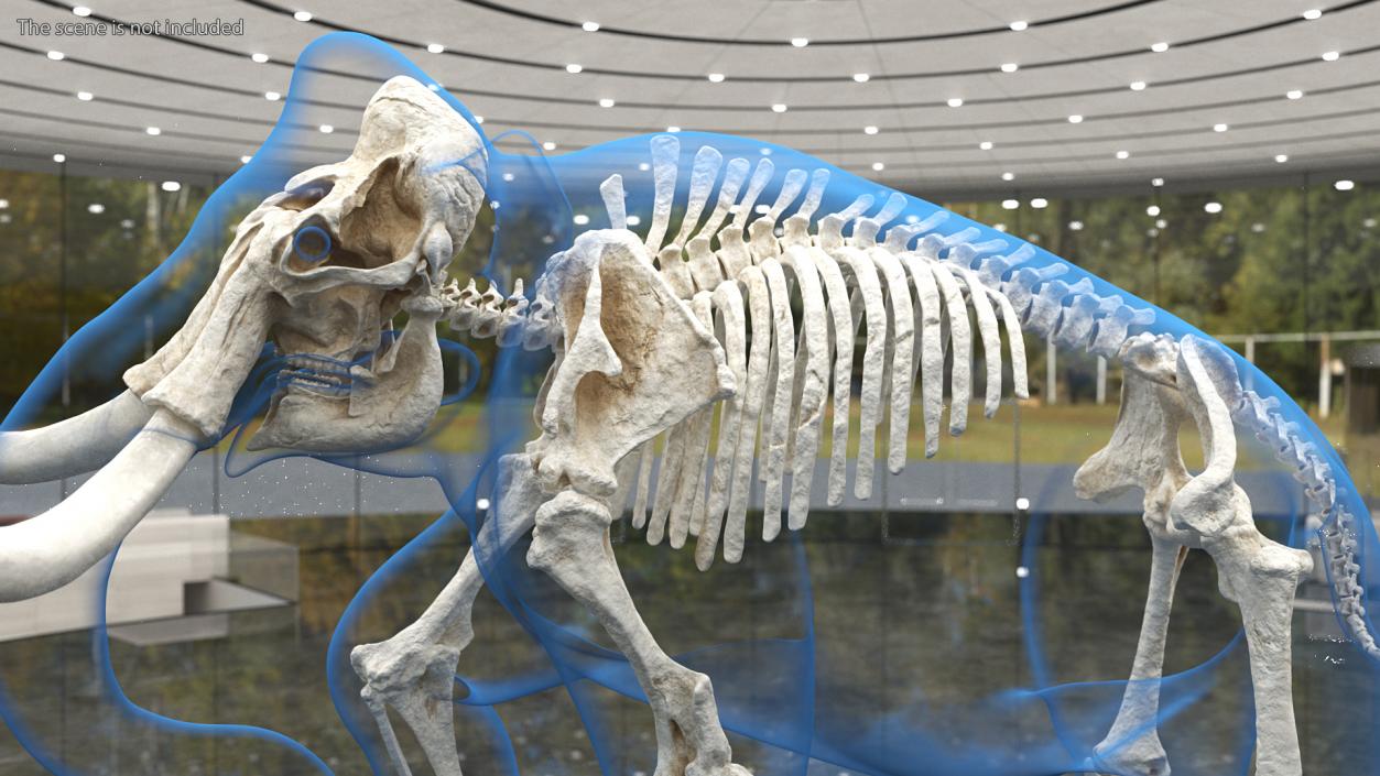 3D Adult Mammoth Clean Skeleton Shell Rigged