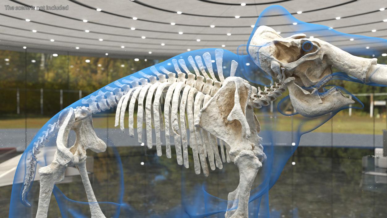 3D Adult Mammoth Clean Skeleton Shell Rigged