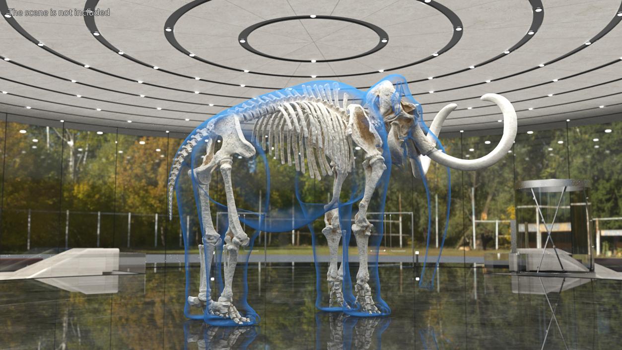 3D Adult Mammoth Clean Skeleton Shell Rigged