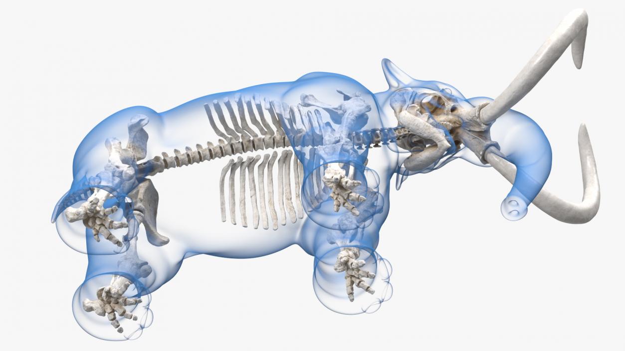 3D Adult Mammoth Clean Skeleton Shell Rigged