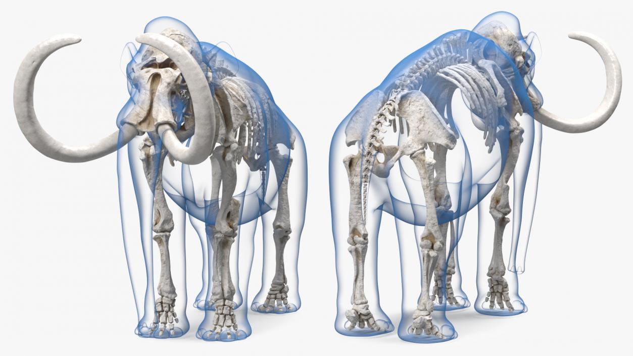 3D Adult Mammoth Clean Skeleton Shell Rigged