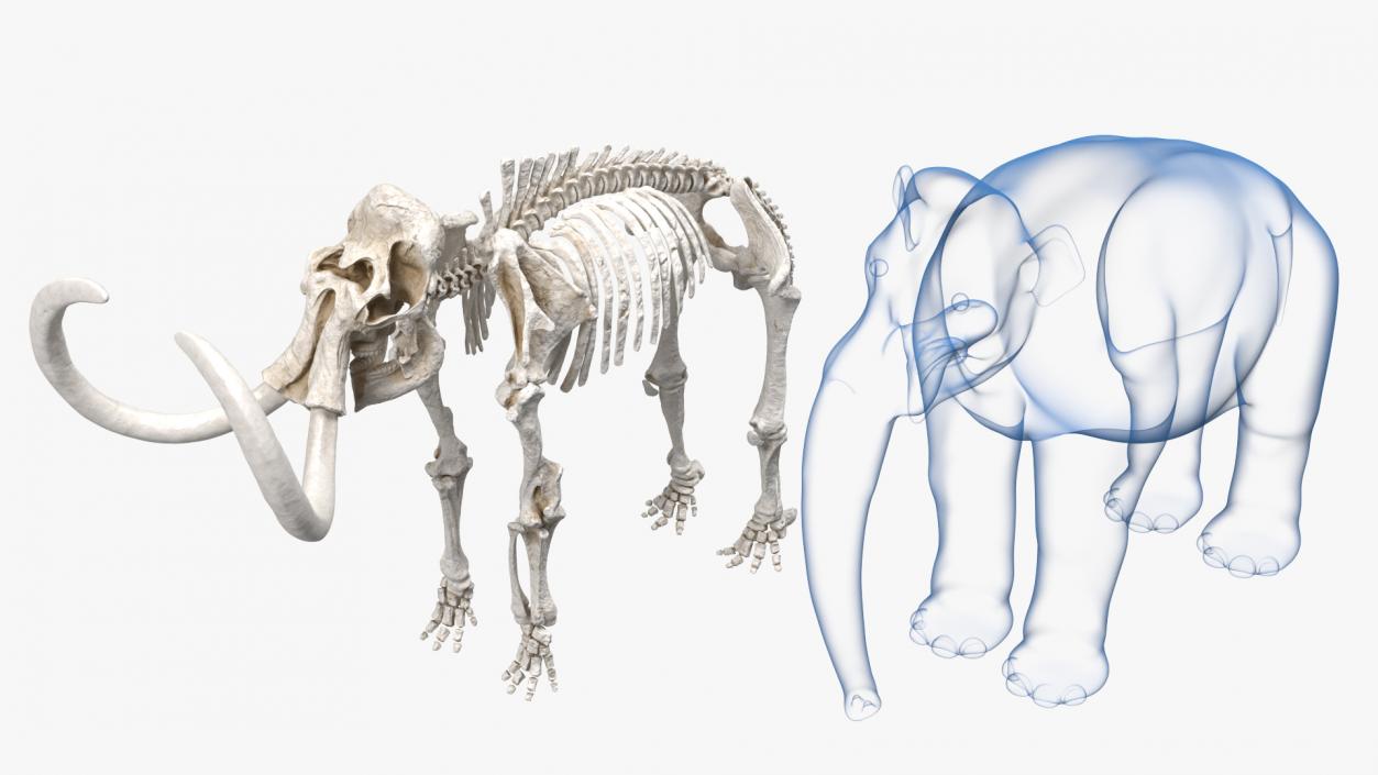 3D Adult Mammoth Clean Skeleton Shell Rigged