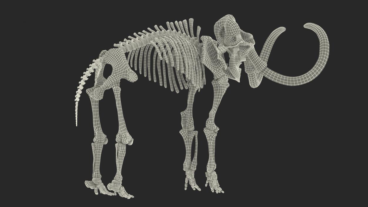 3D Adult Mammoth Clean Skeleton Shell Rigged