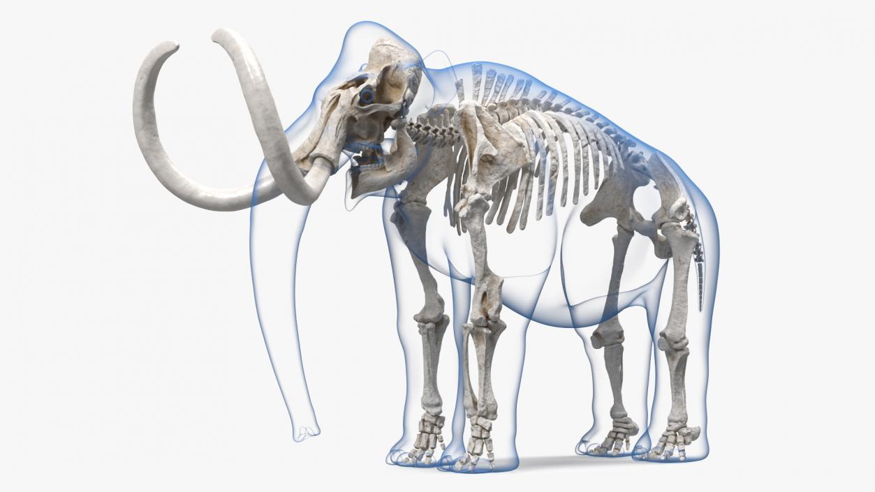 3D Adult Mammoth Clean Skeleton Shell Rigged