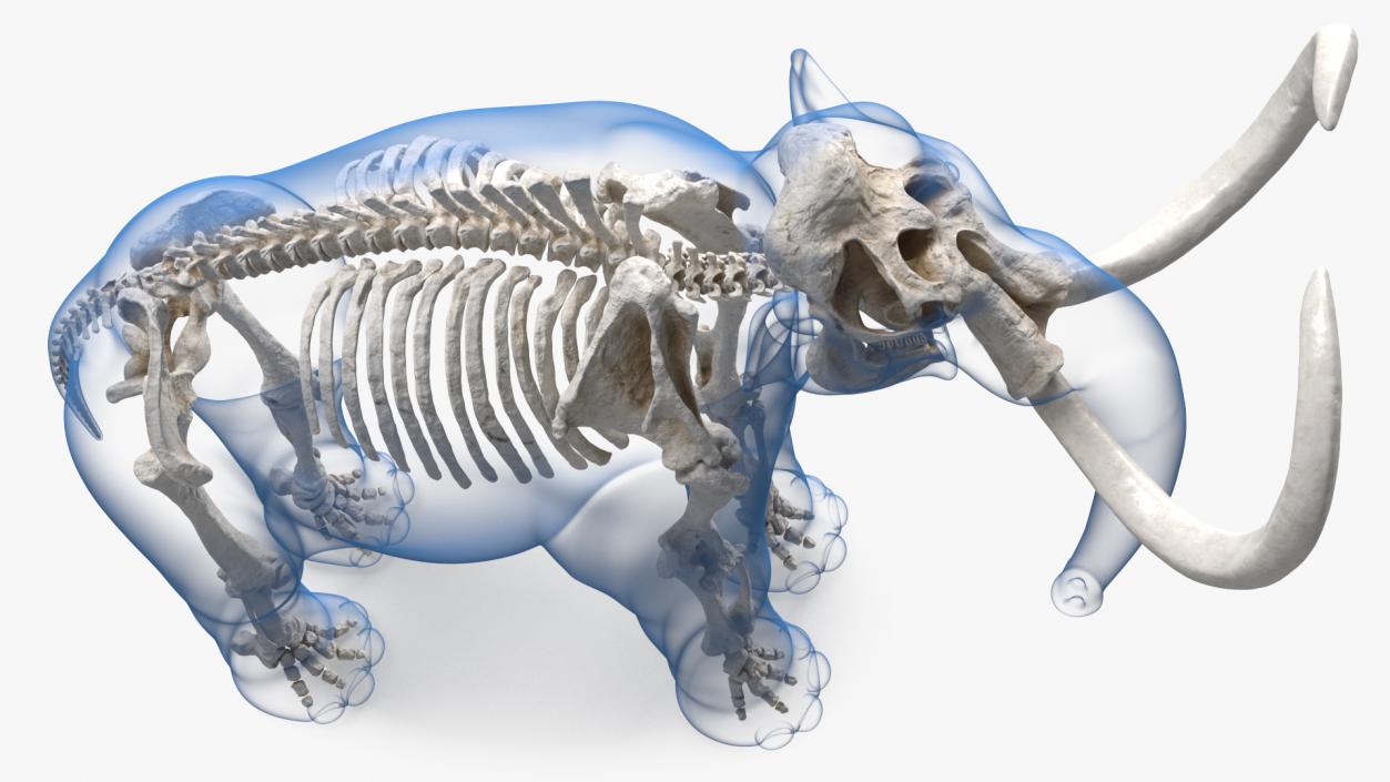 3D Adult Mammoth Clean Skeleton Shell Rigged