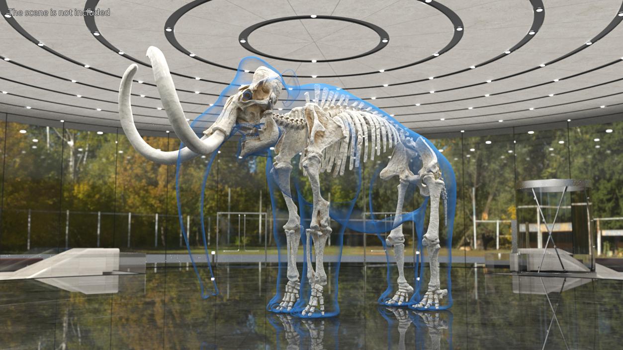 3D Adult Mammoth Clean Skeleton Shell Rigged