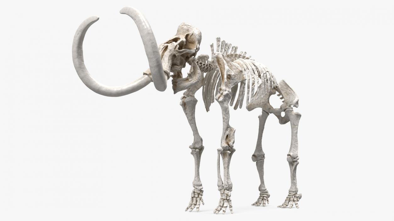 3D Adult Mammoth Clean Skeleton Shell Rigged