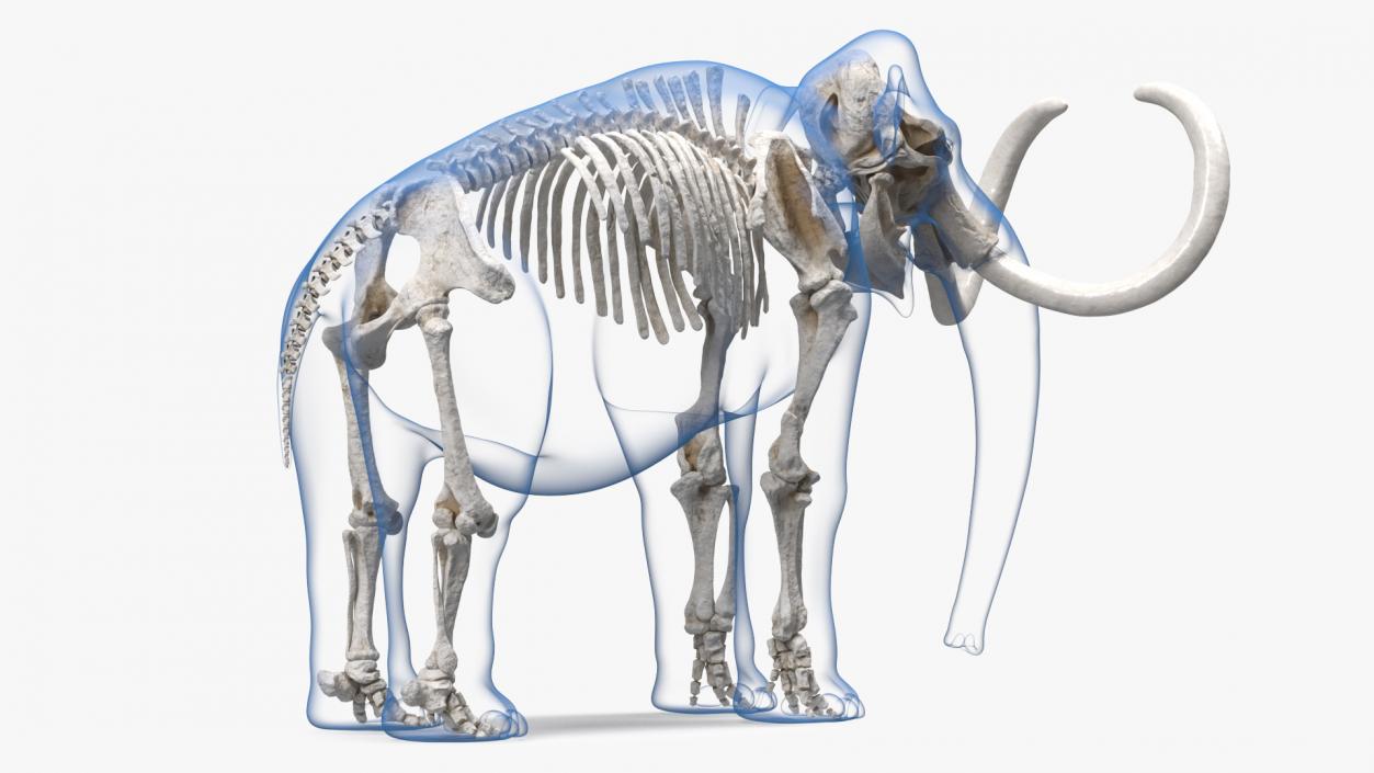 3D Adult Mammoth Clean Skeleton Shell Rigged